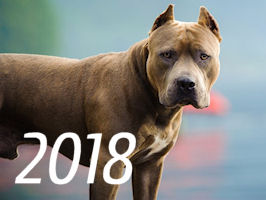 Новый 2018 год Собаки