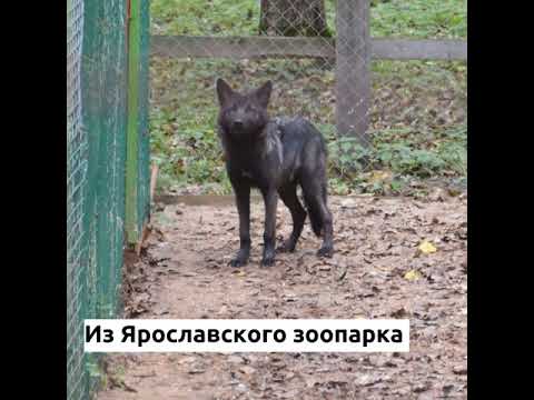 В Костромском зоопарке поселились животные из «Красной книги»