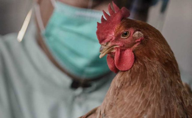 В Костроме зафиксирована вспышка птичьего гриппа