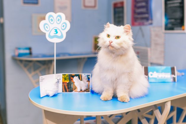 Снегурочка, Кот, Новости