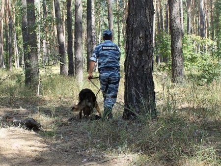 Скелет в одежде обнаружен в лесополосе. Останки неизвестного отправлены в морг Кингисеппа