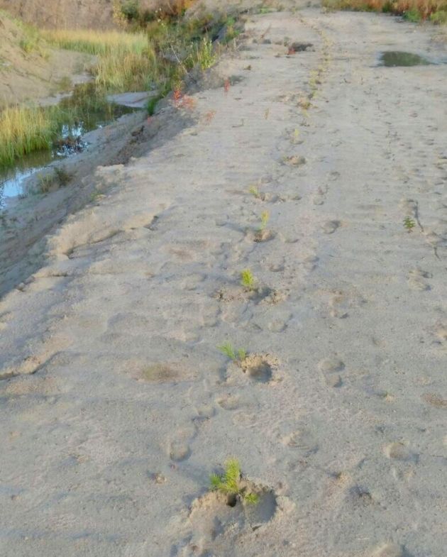 На Белореченском карьере под Кингисеппом высадили 5 тысяч саженцев сосны
