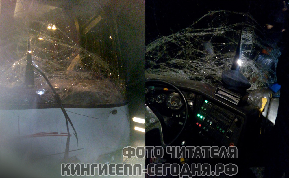 Под Кингисеппом автобус-развозка врезался в лося. Фото