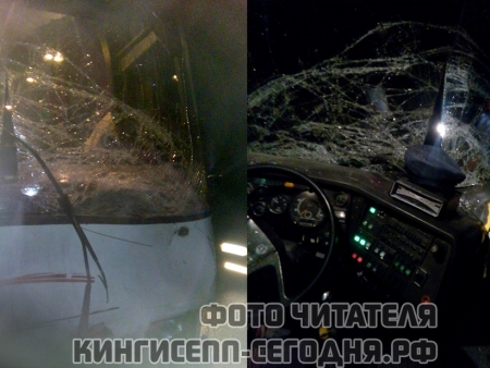 Под Кингисеппом автобус-развозка врезался в лося. Фото